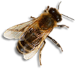 abeille.png