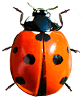 coccinelle.png